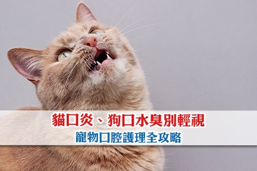 貓口炎-狗口水臭-毛孩牙周病別輕視-寵物口腔護理全攻略